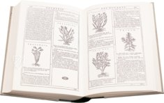 New Herbarium by Castore Durante – Priuli & Verlucca, editori – Biblioteca del Museo Regionale di Scienze Naturali di Torino (Turin, Italy)