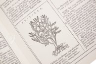 New Herbarium by Castore Durante – Priuli & Verlucca, editori – Biblioteca del Museo Regionale di Scienze Naturali di Torino (Turin, Italy)