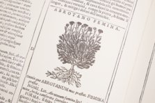 New Herbarium by Castore Durante – Priuli & Verlucca, editori – Biblioteca del Museo Regionale di Scienze Naturali di Torino (Turin, Italy)