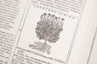 New Herbarium by Castore Durante – Priuli & Verlucca, editori – Biblioteca del Museo Regionale di Scienze Naturali di Torino (Turin, Italy)