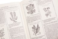 New Herbarium by Castore Durante – Priuli & Verlucca, editori – Biblioteca del Museo Regionale di Scienze Naturali di Torino (Turin, Italy)