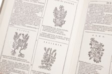 New Herbarium by Castore Durante – Priuli & Verlucca, editori – Biblioteca del Museo Regionale di Scienze Naturali di Torino (Turin, Italy)