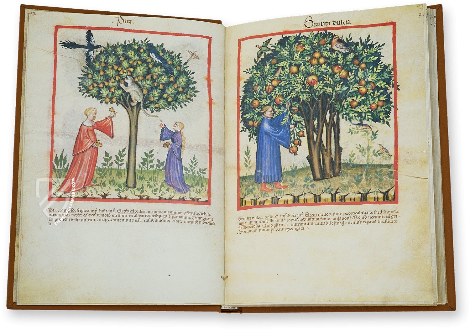 Paradisiacal images as an expression of aristocratic wishful thinking (Tacuinum Sanitatis in Medicina, Lombardy (Italy) – end of the 14th century)