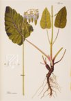 Paul Kitaibel: Descriptiones Et Icones Plantarum Rariorum Hungariae – Pytheas Books – 