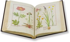 Saint Petersburg Book of Simple Medicines – M. Moleiro Editor – FP. Fv VI #1 – National Library of Russia (St. Petersburg, Russia)