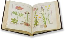 Saint Petersburg Book of Simple Medicines – M. Moleiro Editor – FP. Fv VI #1 – National Library of Russia (St. Petersburg, Russia)