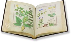 Saint Petersburg Book of Simple Medicines – M. Moleiro Editor – FP. Fv VI #1 – National Library of Russia (St. Petersburg, Russia)