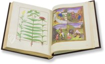 Saint Petersburg Book of Simple Medicines – M. Moleiro Editor – FP. Fv VI #1 – National Library of Russia (St. Petersburg, Russia)