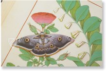 Saint Petersburg Book of Simple Medicines – M. Moleiro Editor – FP. Fv VI #1 – National Library of Russia (St. Petersburg, Russia)