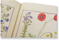 Saint Petersburg Book of Simple Medicines – M. Moleiro Editor – FP. Fv VI #1 – National Library of Russia (St. Petersburg, Russia)