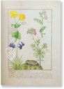 Saint Petersburg Book of Simple Medicines – M. Moleiro Editor – FP. Fv VI #1 – National Library of Russia (St. Petersburg, Russia)