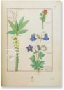 Saint Petersburg Book of Simple Medicines – M. Moleiro Editor – FP. Fv VI #1 – National Library of Russia (St. Petersburg, Russia)