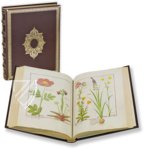 Saint Petersburg Book of Simple Medicines – M. Moleiro Editor – FP. Fv VI #1 – National Library of Russia (St. Petersburg, Russia)