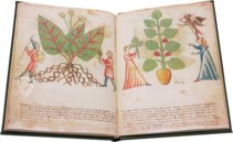 Secrets of Medicine – Imago – Codice Redi 165 – Biblioteca Medicea Laurenziana (Florence, Italy)