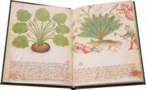 Secrets of Medicine – Imago – Codice Redi 165 – Biblioteca Medicea Laurenziana (Florence, Italy)