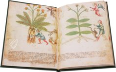 Secrets of Medicine – Imago – Codice Redi 165 – Biblioteca Medicea Laurenziana (Florence, Italy)