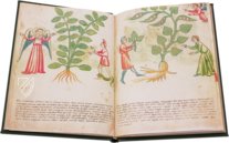 Secrets of Medicine – Imago – Codice Redi 165 – Biblioteca Medicea Laurenziana (Florence, Italy)