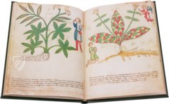 Secrets of Medicine – Imago – Codice Redi 165 – Biblioteca Medicea Laurenziana (Florence, Italy)