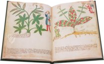 Secrets of Medicine – Imago – Codice Redi 165 – Biblioteca Medicea Laurenziana (Florence, Italy)