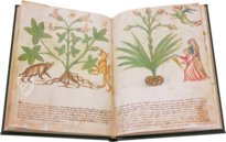 Secrets of Medicine – Imago – Codice Redi 165 – Biblioteca Medicea Laurenziana (Florence, Italy)