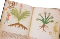 Secrets of Medicine – Imago – Codice Redi 165 – Biblioteca Medicea Laurenziana (Florence, Italy)