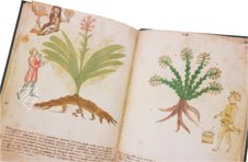 Secrets of Medicine – Imago – Codice Redi 165 – Biblioteca Medicea Laurenziana (Florence, Italy)