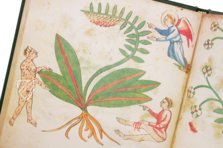 Secrets of Medicine – Imago – Codice Redi 165 – Biblioteca Medicea Laurenziana (Florence, Italy)