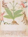 Secrets of Medicine – Imago – Codice Redi 165 – Biblioteca Medicea Laurenziana (Florence, Italy)