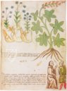 Secrets of Medicine - Medicean herbarium – Codice Redi 165 Facsimile Edition
