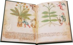 Secrets of Medicine - Medicean herbarium – Codice Redi 165 Facsimile Edition