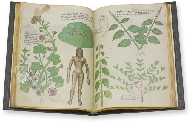 Sloane Tractatus de Herbis – M. Moleiro Editor – Sloane MS 4016 – British Library (London, United Kingdom)