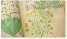 Sloane Tractatus de Herbis – M. Moleiro Editor – Sloane MS 4016 – British Library (London, United Kingdom)