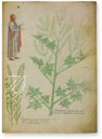 Sloane Tractatus de Herbis – M. Moleiro Editor – Sloane MS 4016 – British Library (London, United Kingdom)