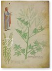 Sloane Tractatus de Herbis – M. Moleiro Editor – Sloane MS 4016 – British Library (London, United Kingdom)