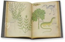 Sloane Tractatus de Herbis – M. Moleiro Editor – Sloane MS 4016 – British Library (London, United Kingdom)