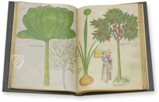 Sloane Tractatus de Herbis – M. Moleiro Editor – Sloane MS 4016 – British Library (London, United Kingdom)