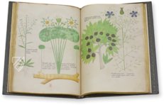 Sloane Tractatus de Herbis – M. Moleiro Editor – Sloane MS 4016 – British Library (London, United Kingdom)