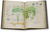 Sloane Tractatus de Herbis – M. Moleiro Editor – Sloane MS 4016 – British Library (London, United Kingdom)