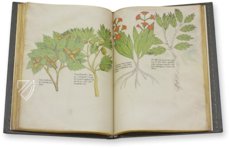 Sloane Tractatus de Herbis – M. Moleiro Editor – Sloane MS 4016 – British Library (London, United Kingdom)
