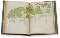 Sloane Tractatus de Herbis – M. Moleiro Editor – Sloane MS 4016 – British Library (London, United Kingdom)