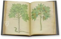 Sloane Tractatus de Herbis – M. Moleiro Editor – Sloane MS 4016 – British Library (London, United Kingdom)
