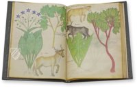 Sloane Tractatus de Herbis – M. Moleiro Editor – Sloane MS 4016 – British Library (London, United Kingdom)