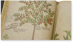 Sloane Tractatus de Herbis – M. Moleiro Editor – Sloane MS 4016 – British Library (London, United Kingdom)