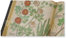 Sloane Tractatus de Herbis – M. Moleiro Editor – Sloane MS 4016 – British Library (London, United Kingdom)