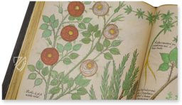 Sloane Tractatus de Herbis – M. Moleiro Editor – Sloane MS 4016 – British Library (London, United Kingdom)