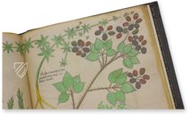 Sloane Tractatus de Herbis – M. Moleiro Editor – Sloane MS 4016 – British Library (London, United Kingdom)