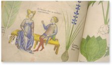 Sloane Tractatus de Herbis – M. Moleiro Editor – Sloane MS 4016 – British Library (London, United Kingdom)