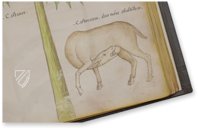 Sloane Tractatus de Herbis – M. Moleiro Editor – Sloane MS 4016 – British Library (London, United Kingdom)