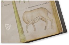 Sloane Tractatus de Herbis – M. Moleiro Editor – Sloane MS 4016 – British Library (London, United Kingdom)