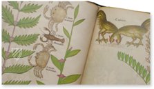 Sloane Tractatus de Herbis – M. Moleiro Editor – Sloane MS 4016 – British Library (London, United Kingdom)